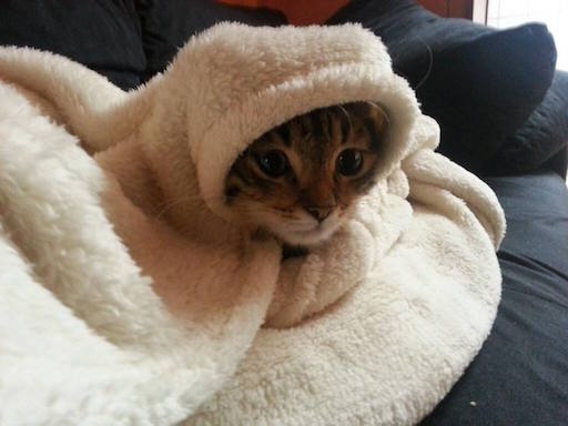 Kitten employing blanket technology for self-care